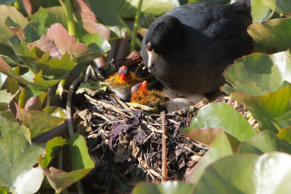 File:Mother American Coot and chicks in nest.jpg by Alan Vernon is licensed under CC BY 2.0